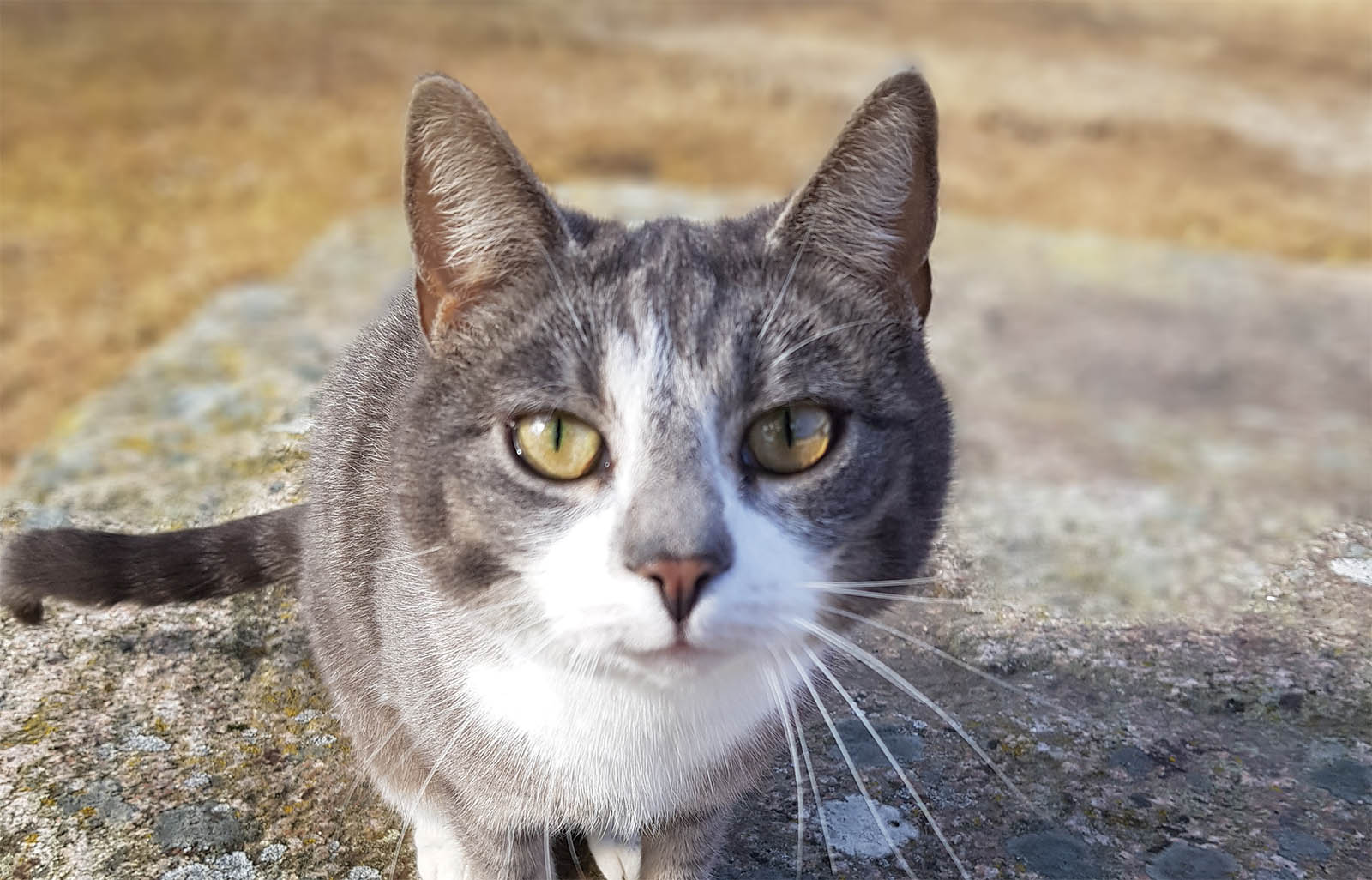 löytöeläimet karvapallo