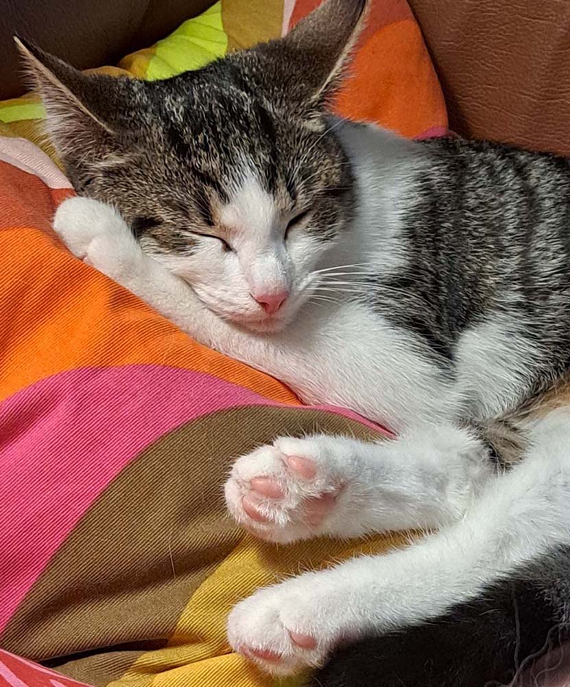 löytöeläinhoitola