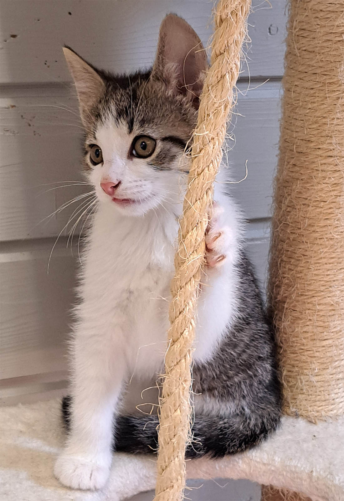 löytöeläimet Halsua